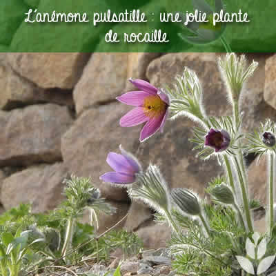anemone pulsatille rocaille