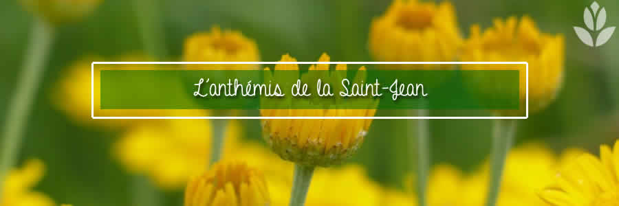 anthemis saint-jean