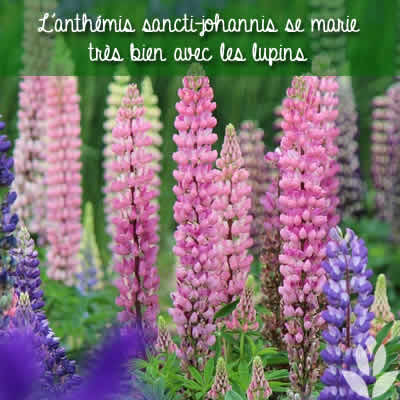 anthemis sancti-johannis lupins