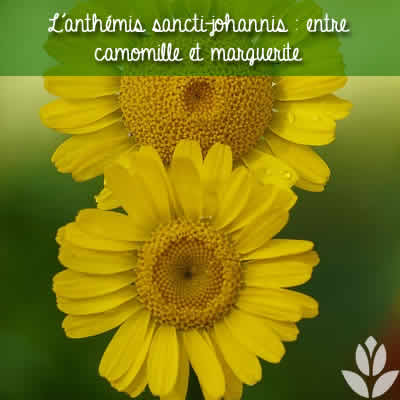 anthemis sancti-johannis marguerite camomille