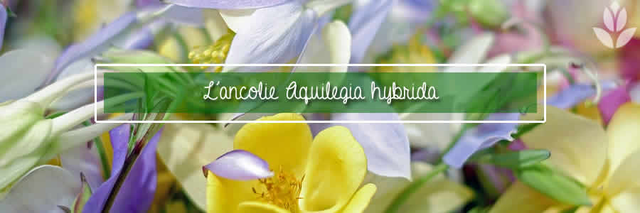 aquilegia hybrida ancolie