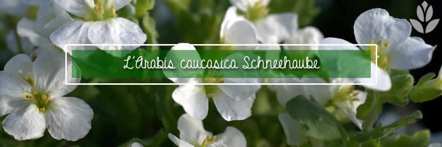 arabis caucasica schneehaube