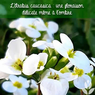 arabis ombre