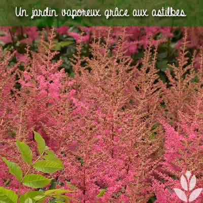 astilbe jardin vaporeux