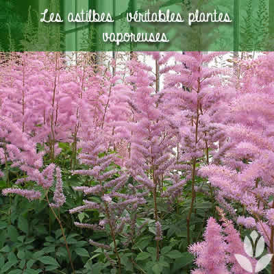 astilbe vaporeuse