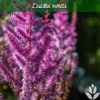 astilbe violette