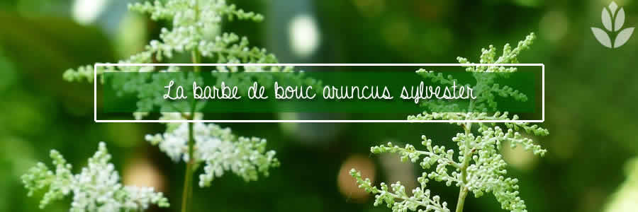 barbe de bouc aruncus sylvester