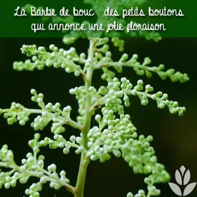 barbe de bouc boutons
