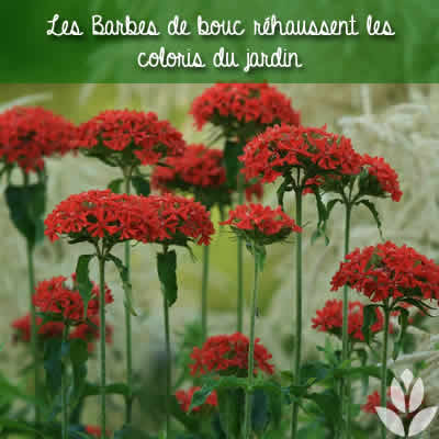 barbe de bouc coloris