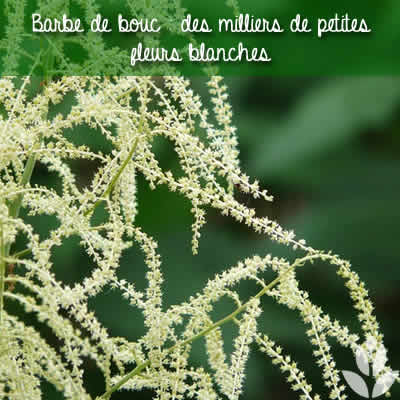 barbe de bouc fleurs.jpg