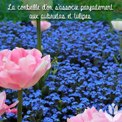 aubrietas et tulipes