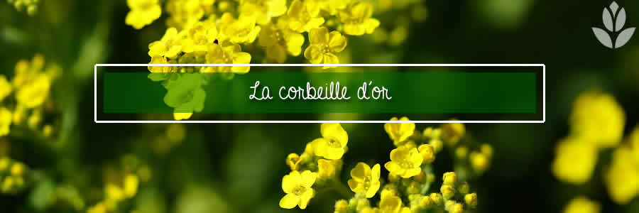 corbeille d'or