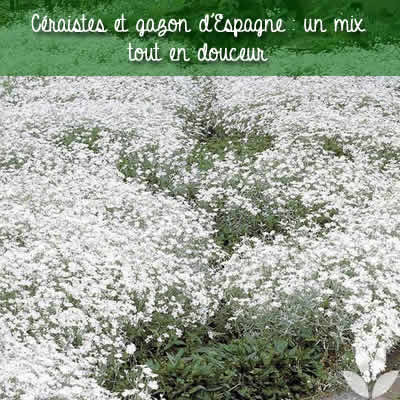 gazon espagne ceraiste