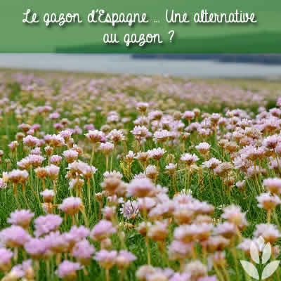 gazon espagne gazon