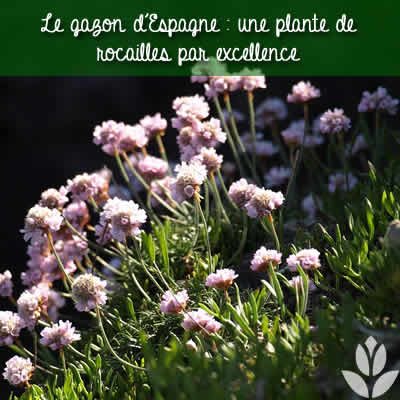 gazon espagne rocailles