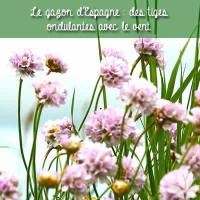 gazon d'espagen au gré du vent