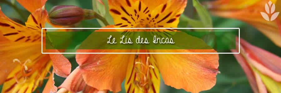 lis des incas