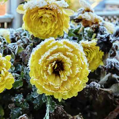 Chrysanthème nain couvert des premières gelées d'un matin d'hiver, poussant dans un pot de fleurs sur la balustrade du balcon