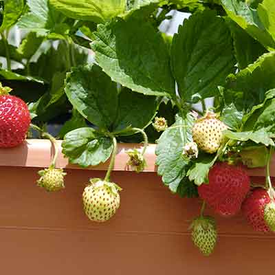 Culture de fraises sur le balcon