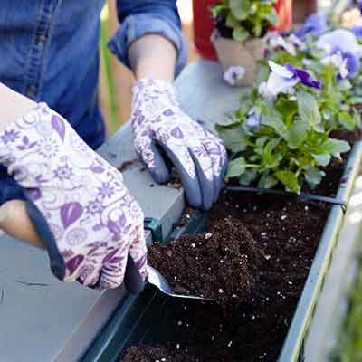 Mains de jardiniers plantant des fleurs dans un pot avec de la terre ou du terreau dans un conteneur sur une terrasse, un balcon ou un jardin
