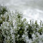 Paysage de neige gelée dans le jardin d'hiver. Glace blanche sur haie de buis verte et pelouse