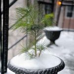 arbuste en pot sur terrasse d'hiver