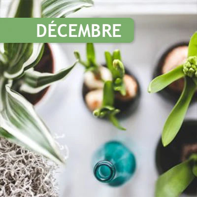 Les conseils du mois de décembre sur les plantes d'intérieur