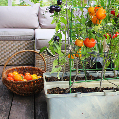 Culture de légumes en conteneurs