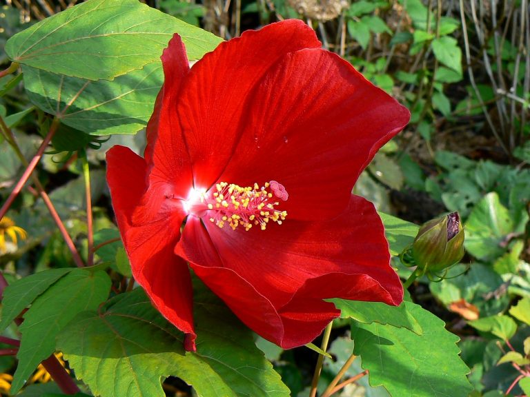 hibiscus