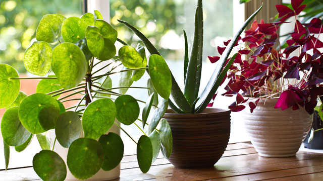 Entretenir les plantes d'intérieur en septembre