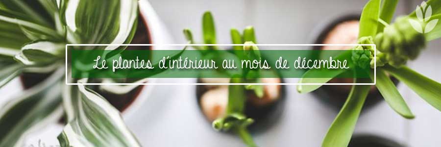 plantes d'interieur en décembre
