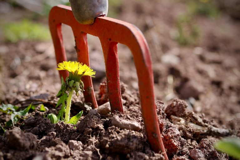 potager printemps