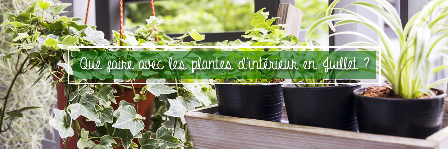 Au cours des années passées, les vagues de chaleur et les canicules se sont multipliées, nuisant aux êtres vivants, y compris les plantes d’intérieur. Certaines plantes apprécient le soleil et la chaleur, mais d’une manière générale, les périodes de chaleur prolongées peuvent faire souffrir les plantes d’intérieur.