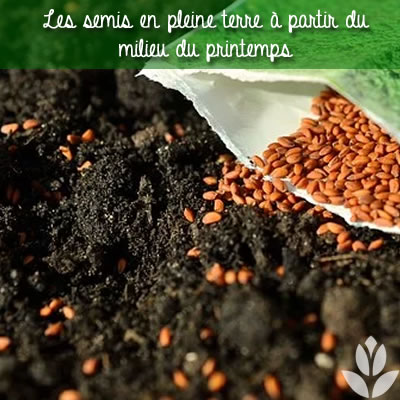 semis terre potager
