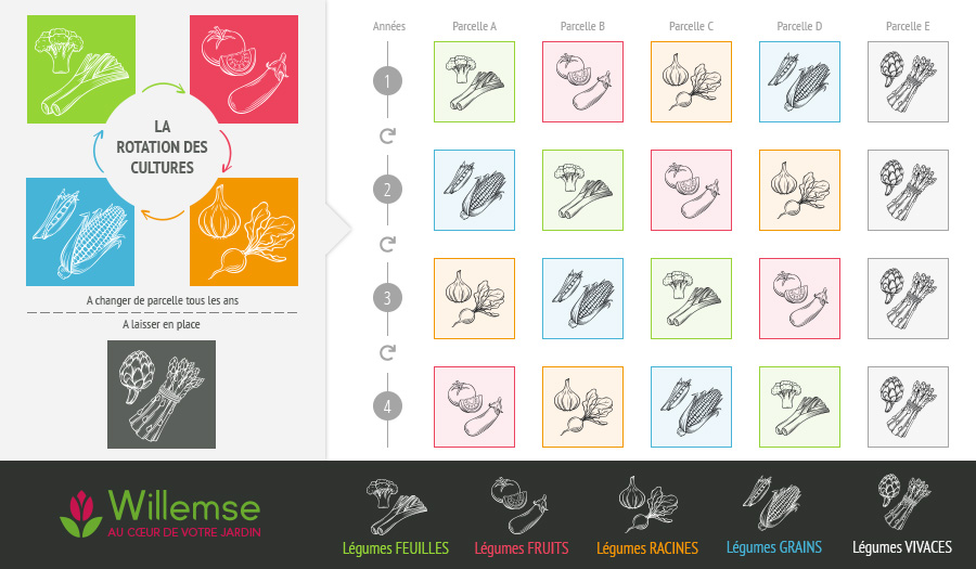 Rotation des cultures au potager