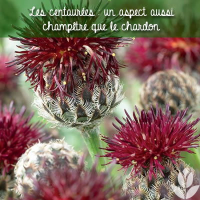 les centaurées pour le jardin