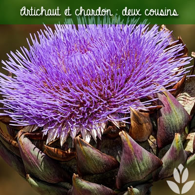 artichaut et chardon : deux cousins