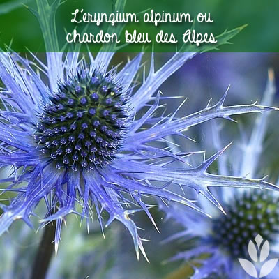 chardon bleu des alpes eryngium alpinum