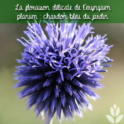 chardon bleu eryngium planum floraison