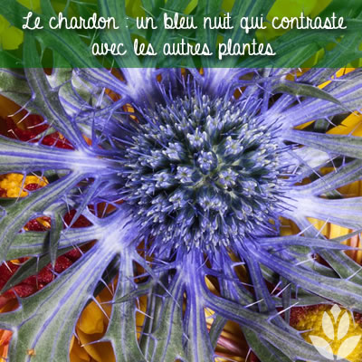 chardon bleu nuit
