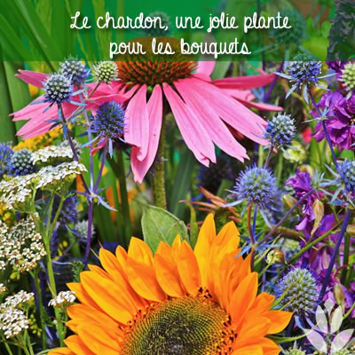 le chardon : de jolies fleurs pour bouquet
