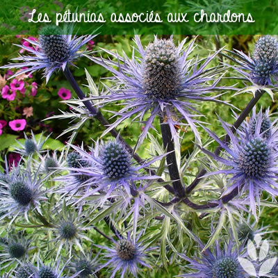 chardon et petunia dans le jardin