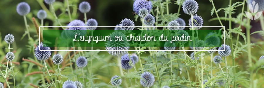 chardon tout savoir