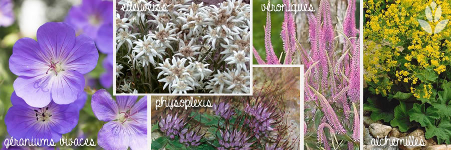 edelweiss associations végétales