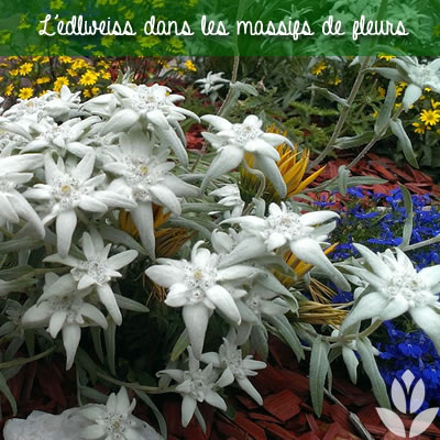 edelweiss et massif de fleurs
