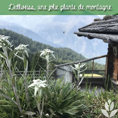 edelweiss en montagne
