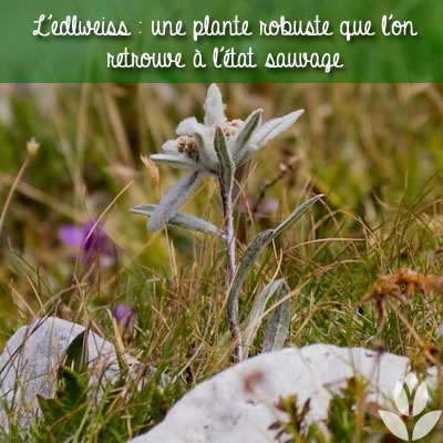 edelweiss à l'état sauvage