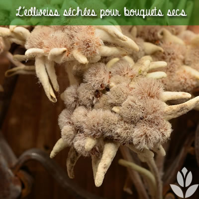 edelweiss séchées pour bouquets secs
