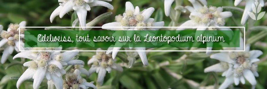 Leontopodium alpinum ouedelweiss... Tout savoir