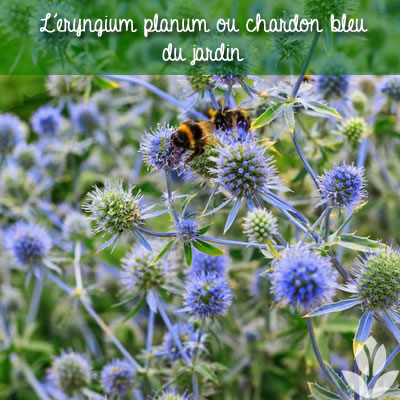 eryngium planum ou chardon bleu